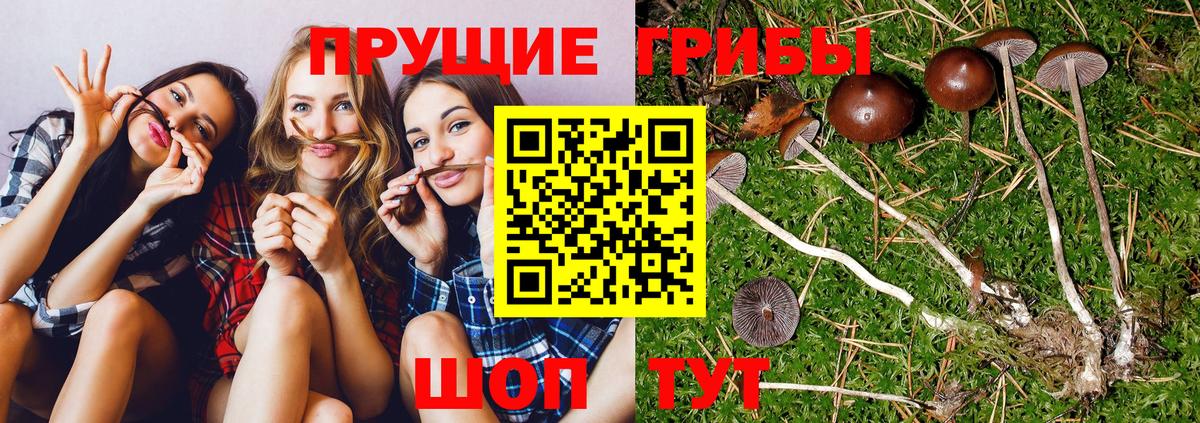 Псилоцибиновые грибы MAGIC MUSHROOMS  цена   Старая Русса  Вход с VPN  Псилоцибиновые грибы Magic Shrooms 